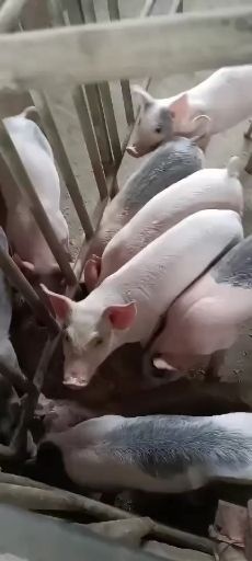 江华县长白仔猪  长白猪苗出售