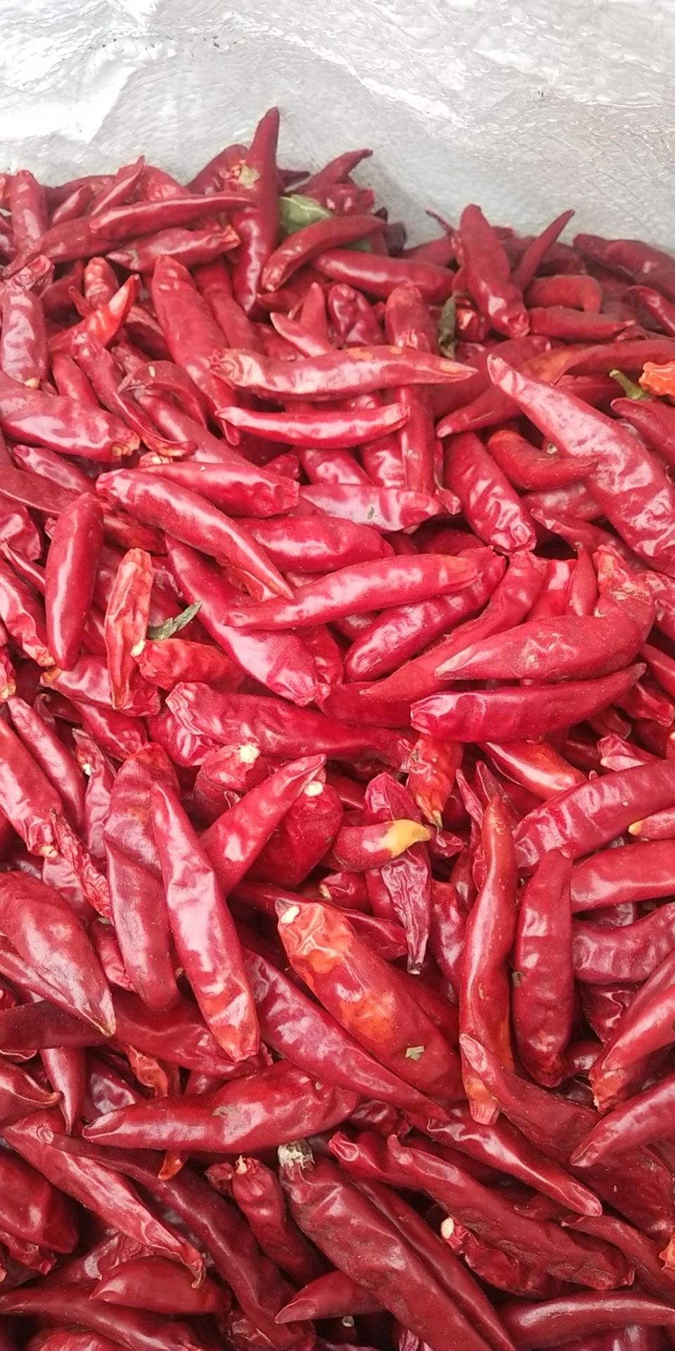 三樱干辣椒  大量供应三樱椒八号干辣椒