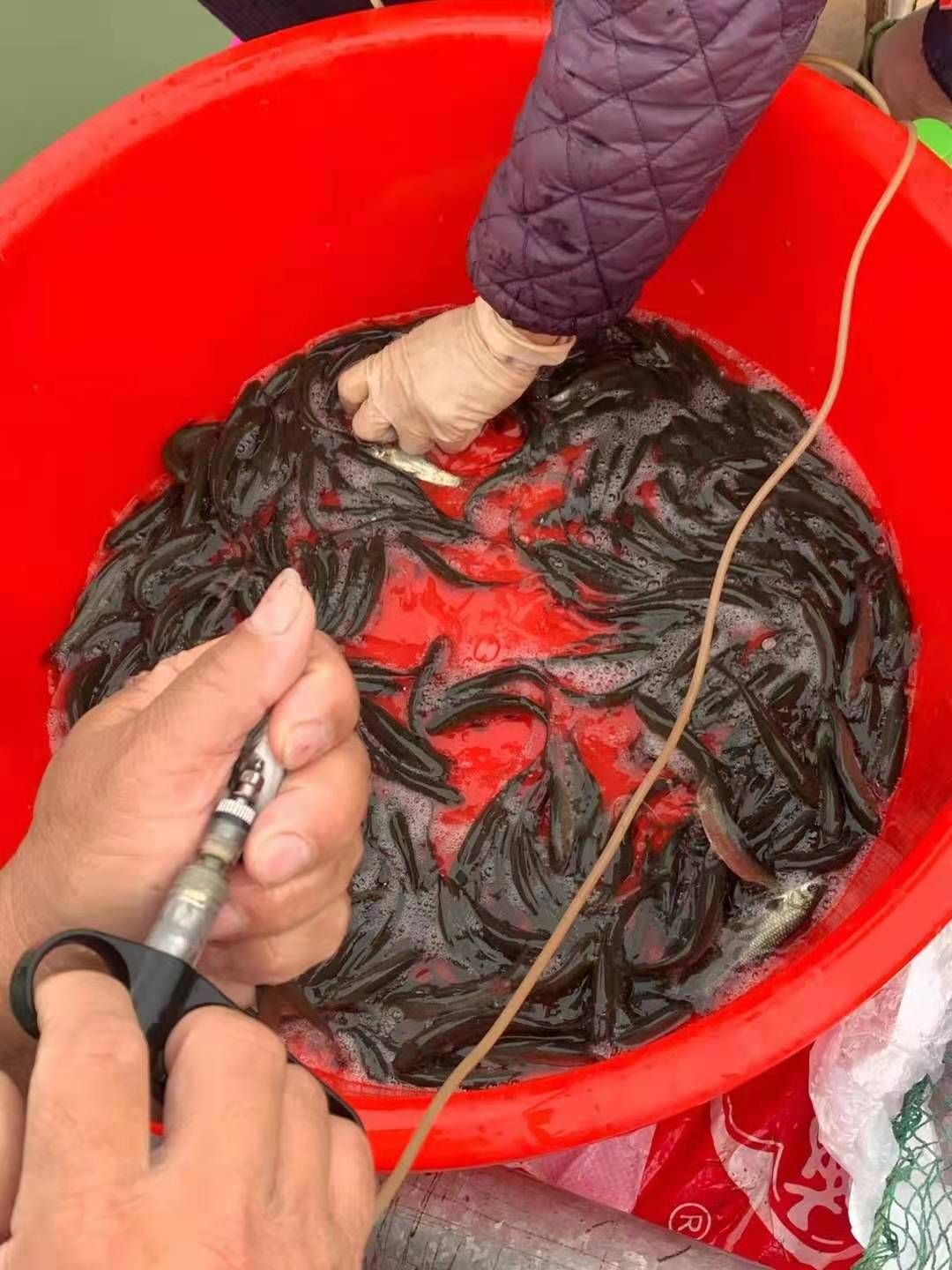 倒刺鲃鱼苗  场地直销，淡水养殖，黑鲩鱼苗，青鱼苗，打过疫苗，快大品种。。