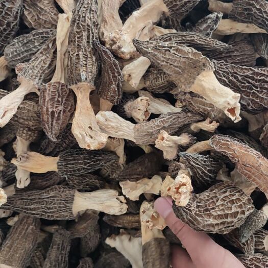 金堂县 羊肚菌  带脚大个头