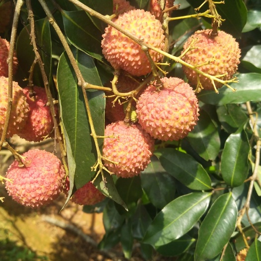 灵山县桂味荔枝 广西壮族自治区钦州市灵山县 
