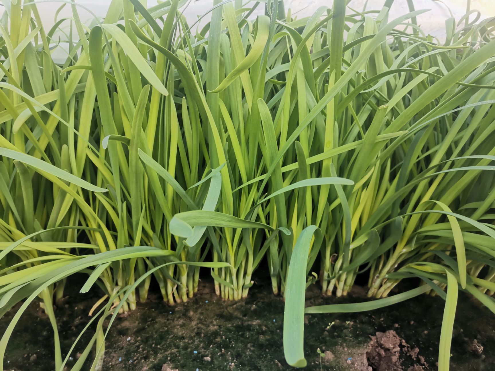 当年新苗 纯种韭菜苗 大面积 大棚  韭菜苗韭菜根
