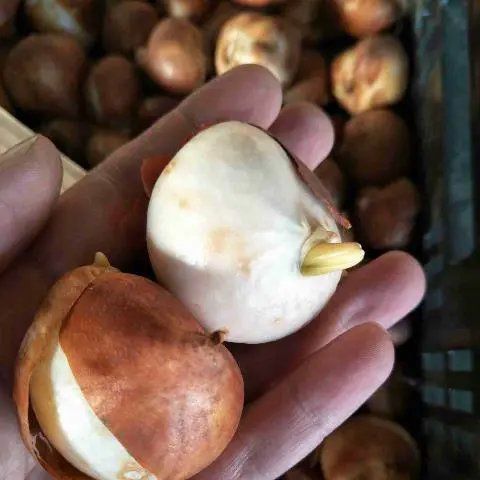 郁金香种子  荷兰荷兰郁金香种球花苗种子大球重瓣四季