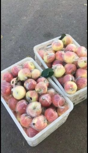 美八苹果  山东美八苹果大量供应  货源充足  质量保证