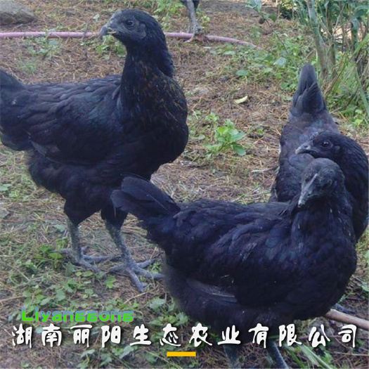 衡阳五黑鸡苗  基地直销另有青脚土鸡苗三黄鸡苗高产绿壳蛋鸡苗鸭苗