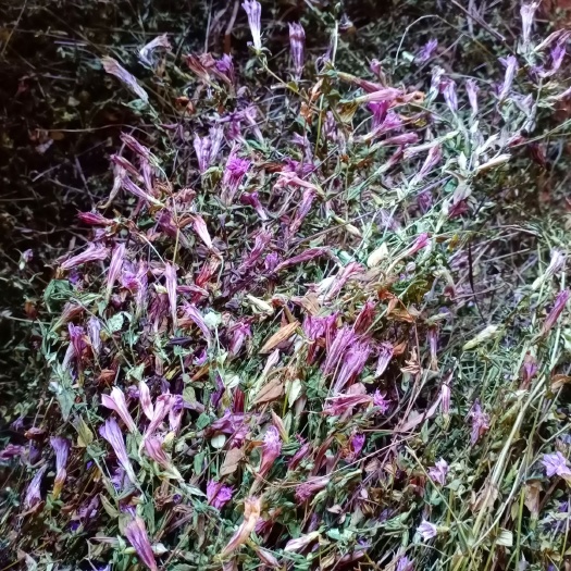 凯里市 红花龙胆草，长期供应，人工挑选自然晒干欢迎订购