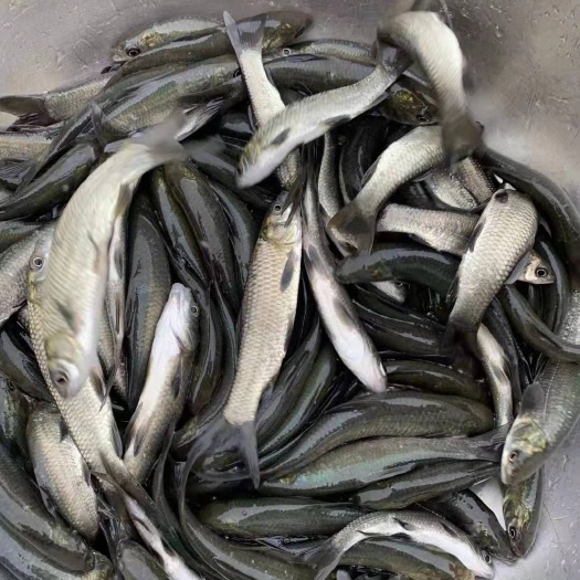 南宁倒刺鲃鱼苗  场地直销，淡水养殖，黑鲩鱼苗，青鱼苗，打过疫苗，快大品种。。