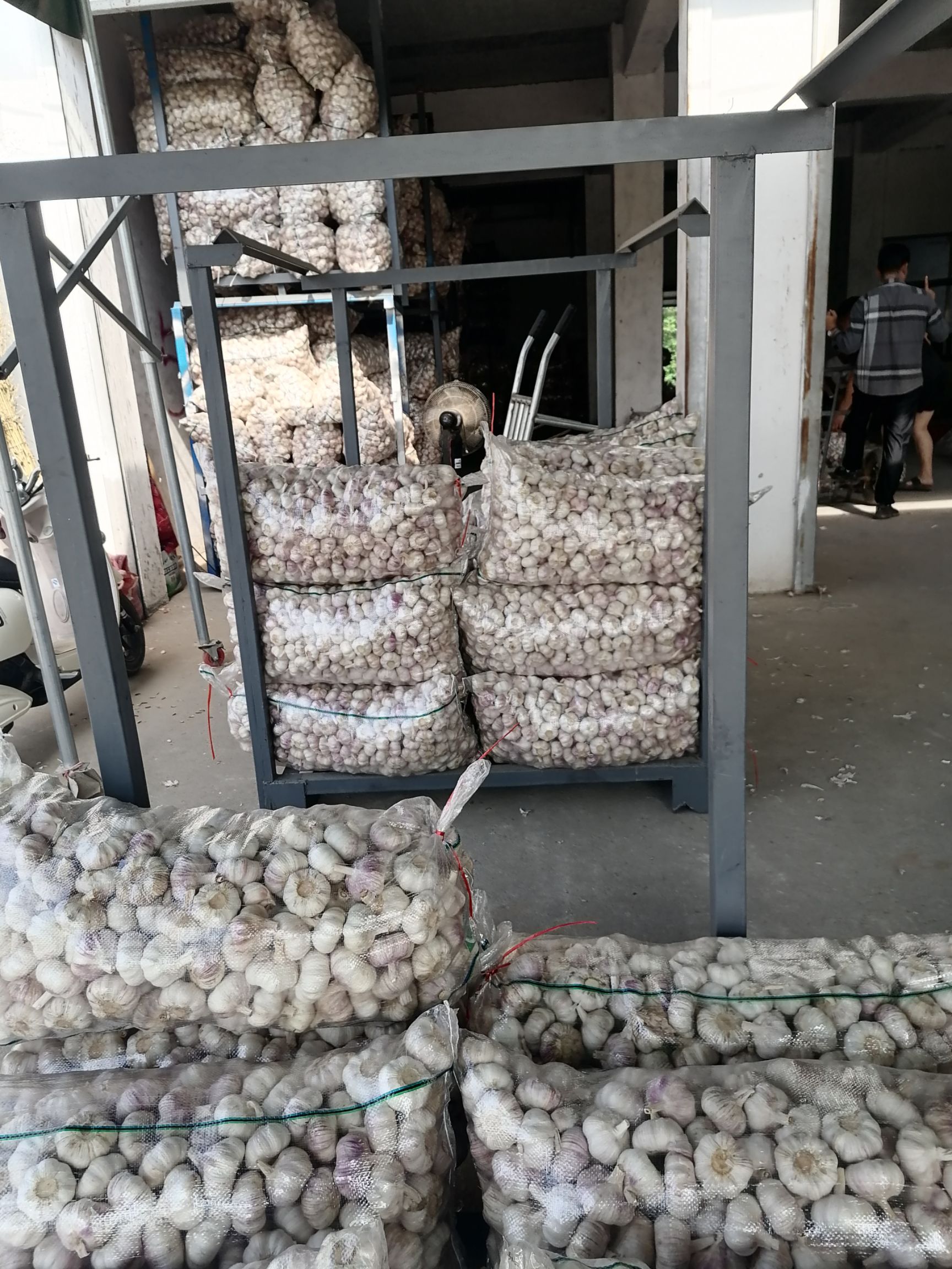 红皮蒜  精品净蒜红蒜