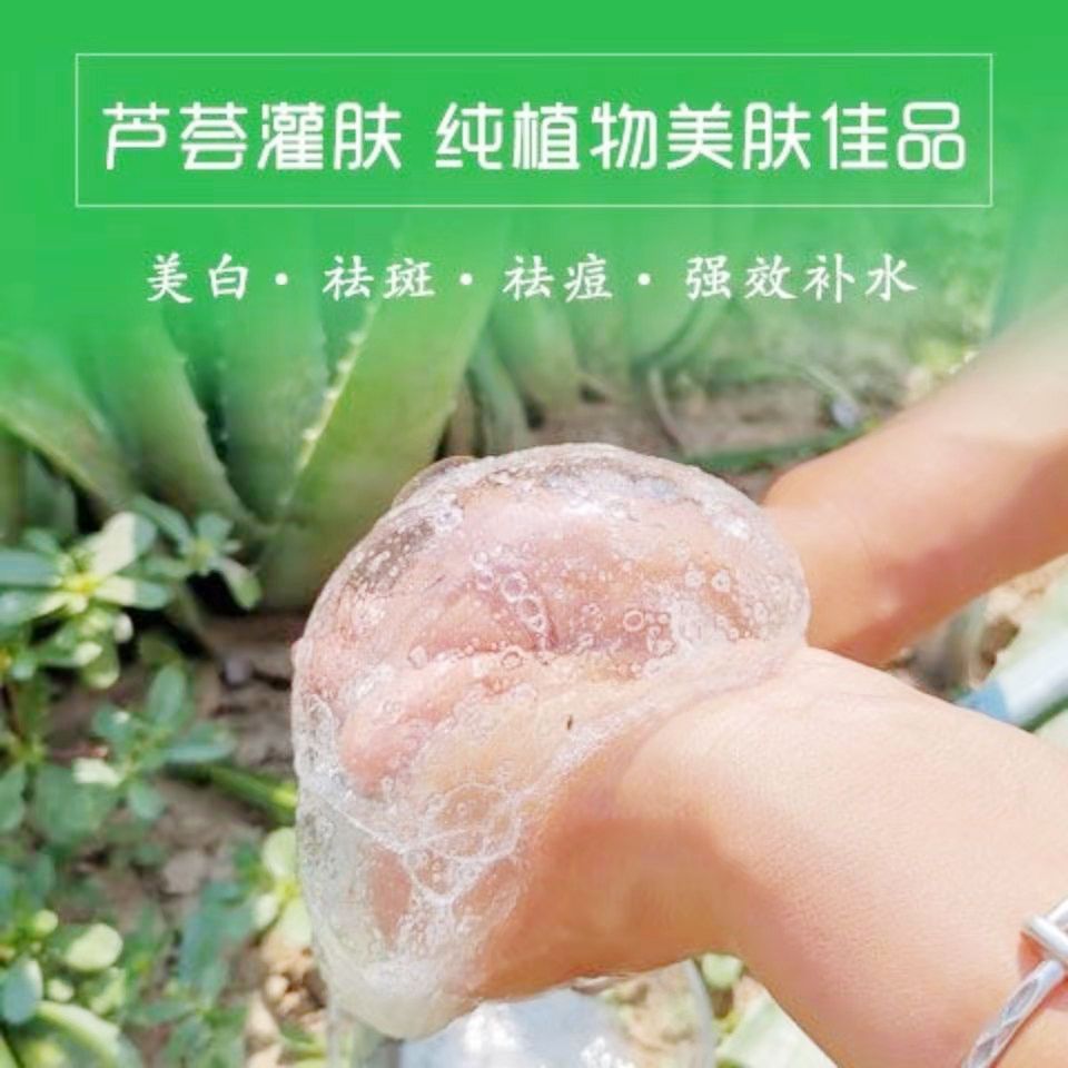 山东省成武县美国库拉索芦荟大量上市基地直发欢迎各位老板定购