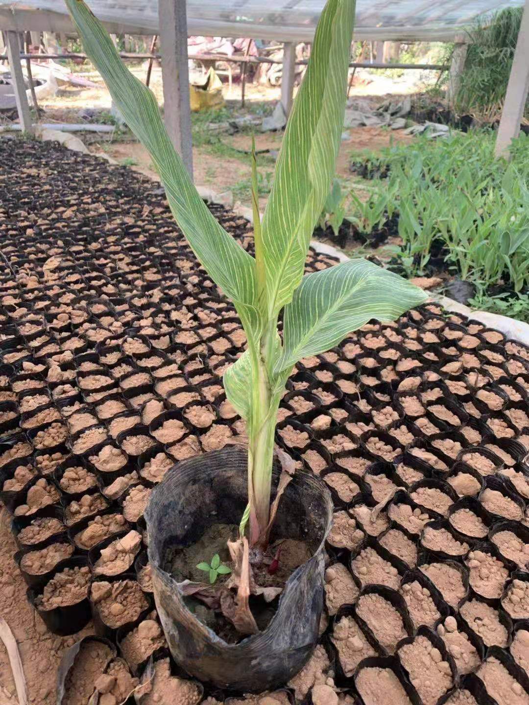 矮化美人蕉  美人蕉