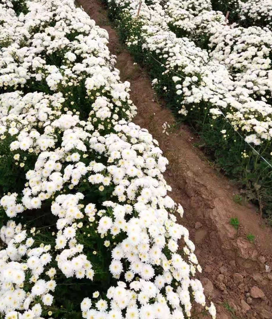 菊花茶  黄山贡菊，七月菊，白菊，原产地直供，可批发零售