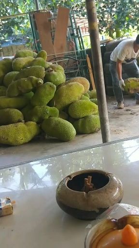 邻水县 菠萝蜜(一级通货，无嫩果，无虫眼)