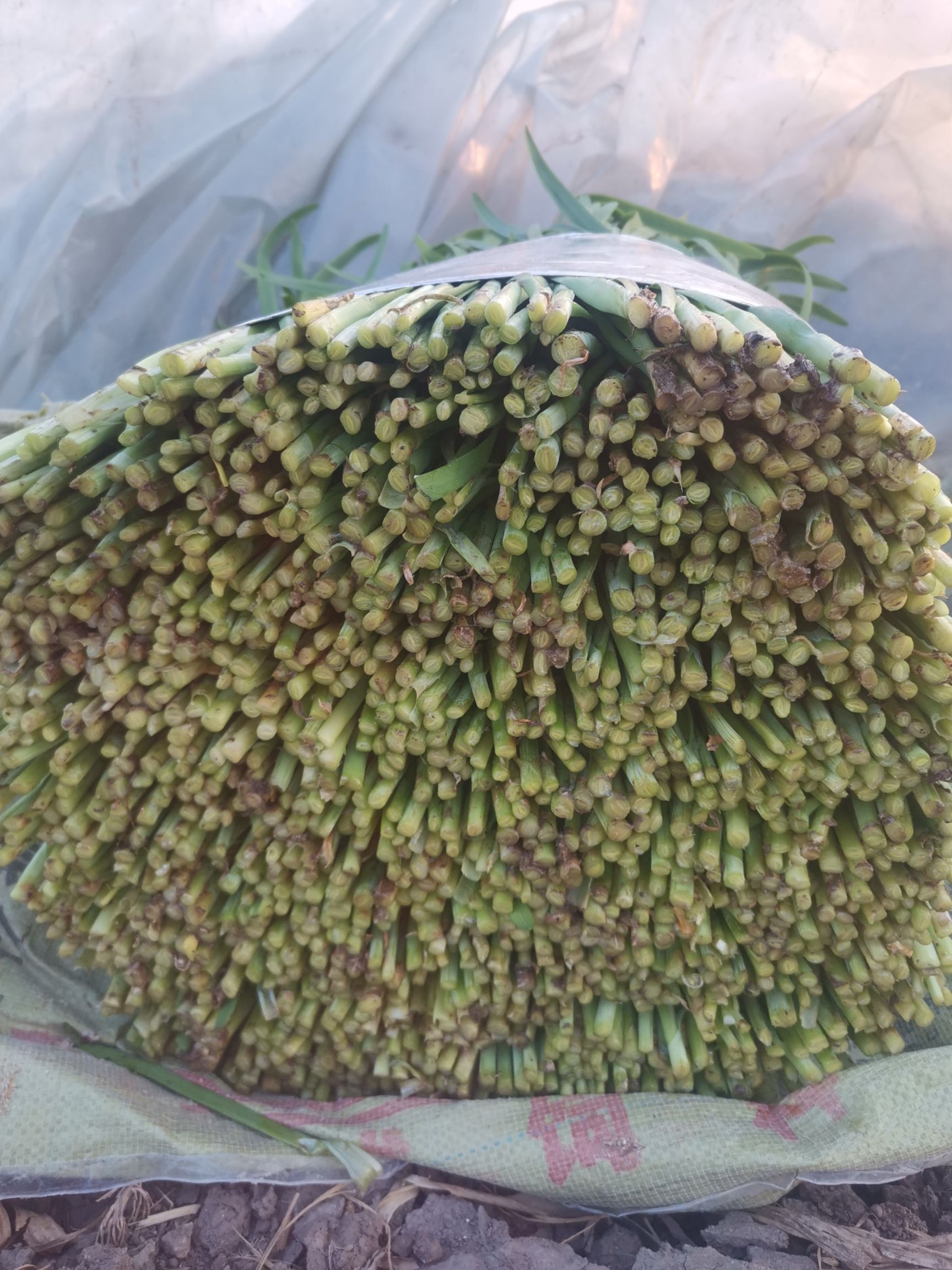 当年新苗 纯种韭菜苗 大面积 大棚  韭菜苗韭菜根