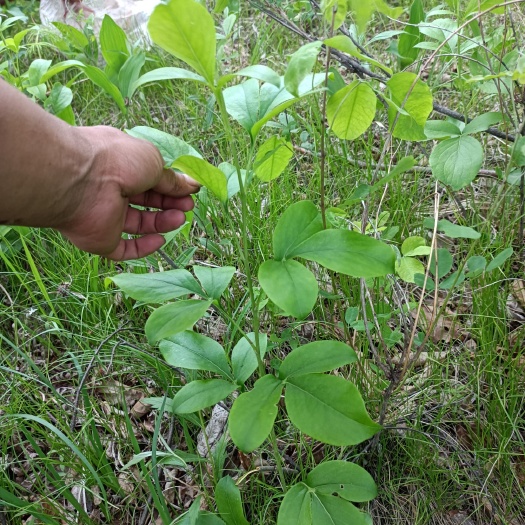 孙吴县茅苍术 大山里的仓术