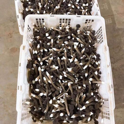 南靖县 黑皮鸡枞菌鲜品