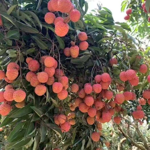 广州白糖罂荔枝  广东桂味荔枝市上市