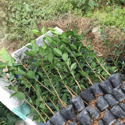 漳平市 茶花苗