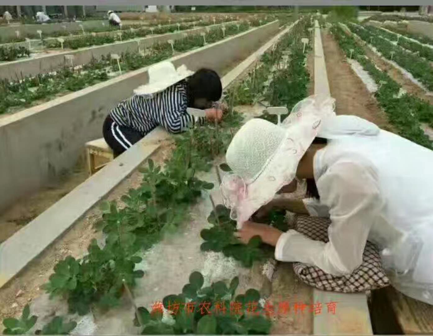 高油酸潍花8号潍花24号潍花33号潍坊农业科学院原种可春夏播