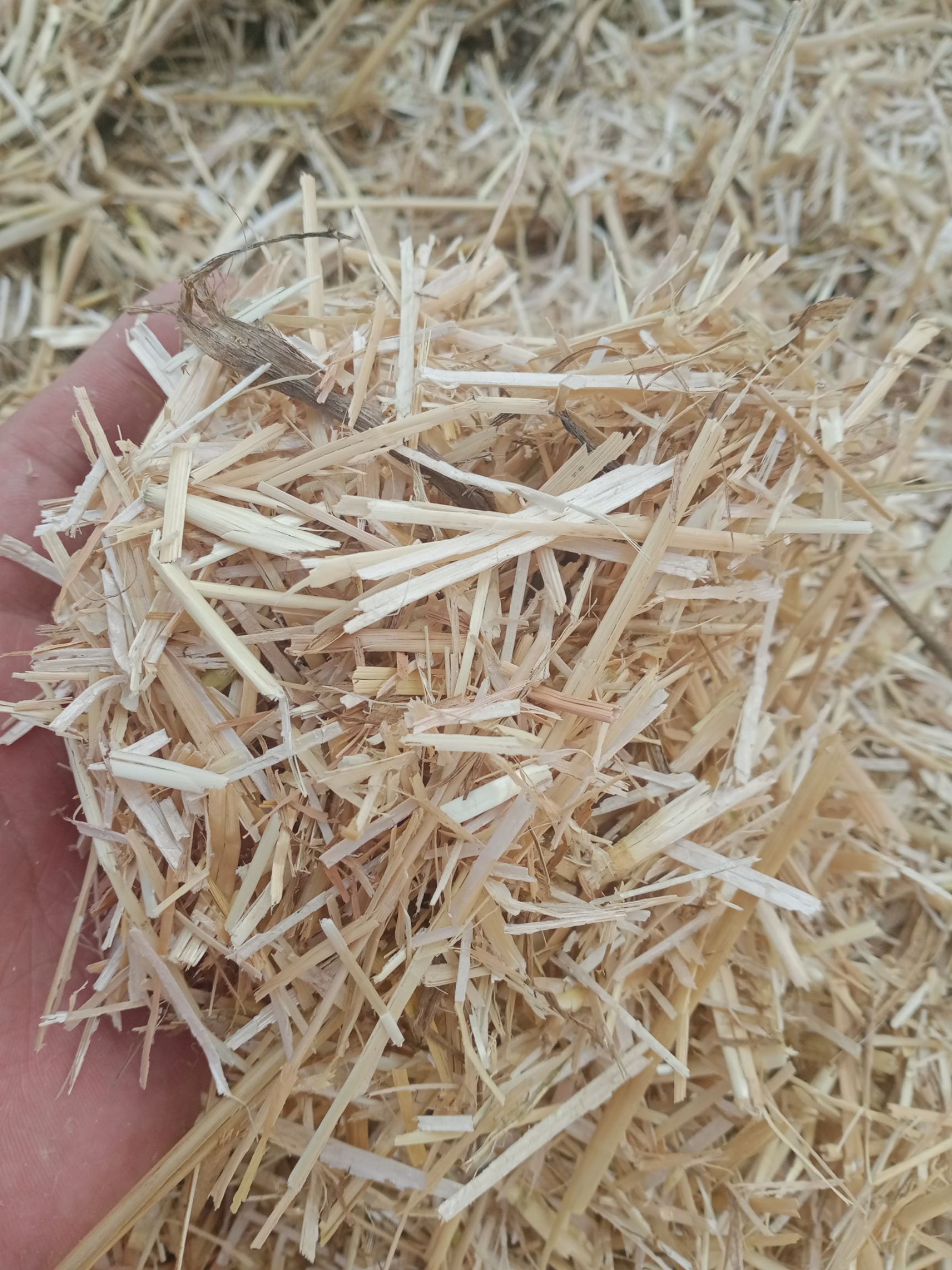 小麦秸秆 今年的新草柔丝除尘麦草