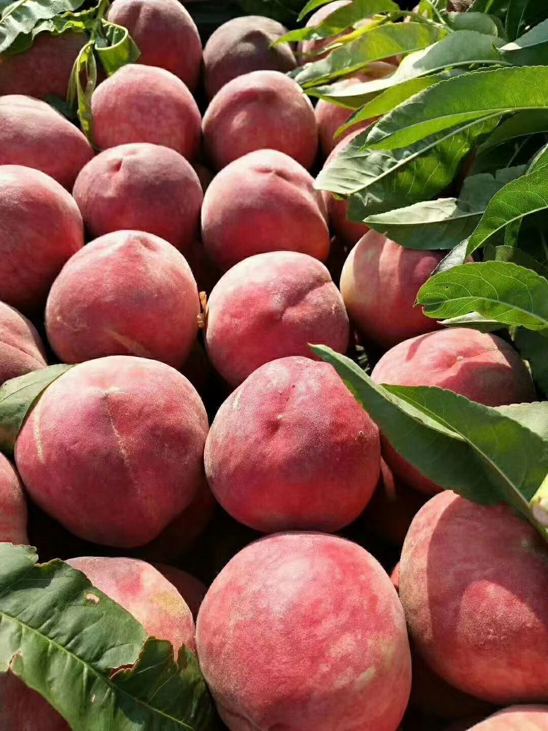 蟠桃6-6/36-3春雪突围油桃4/未来一号奶油蟠桃