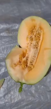 晓蜜25号  海南哈密瓜