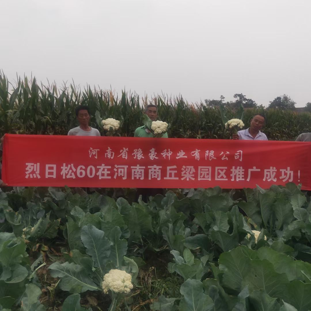 松花菜种子  耐热有机花菜种子烈日松60~免盖球抗病口感好产