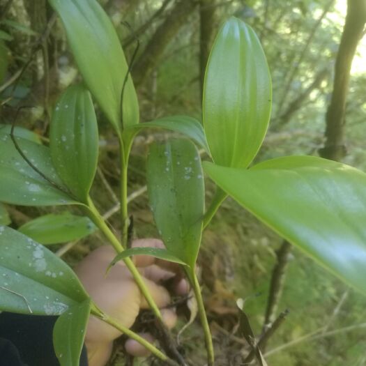 开阳县香花毛兰 足茎毛兰