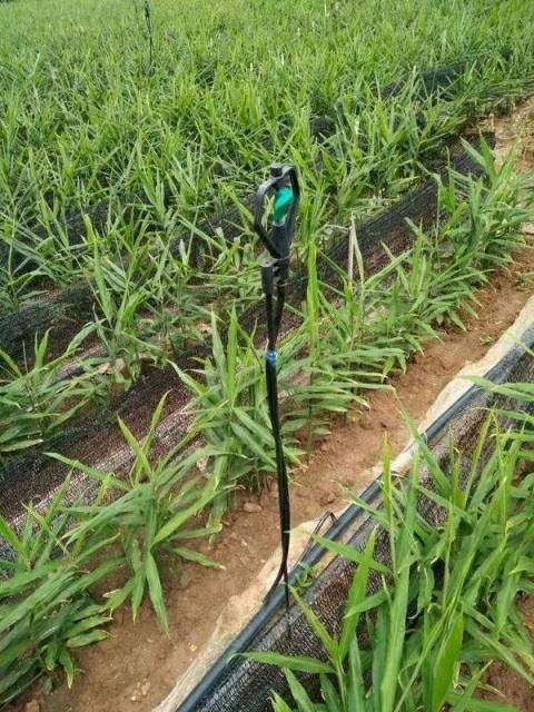喷头支架  地插微喷系列 地插微喷 雾化微喷 360度旋转喷