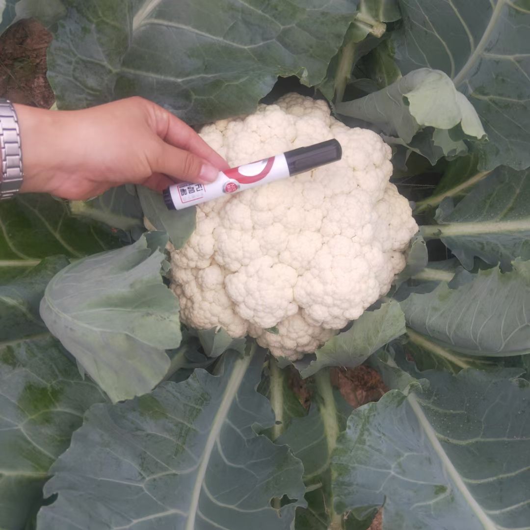 松花菜种子  耐热有机花菜种子烈日松60~免盖球抗病口感好产