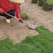 海口 草坪