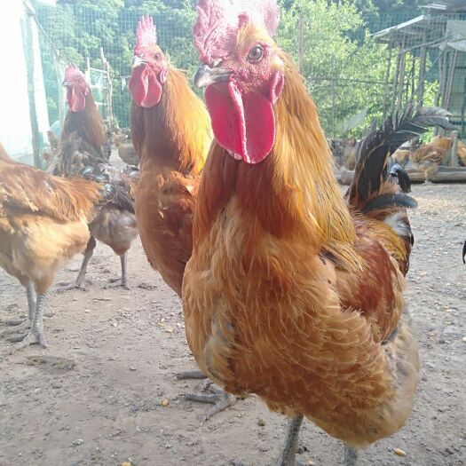 天水大山全散养正宗土鸡，食用安全，肉质鲜美，营养健康