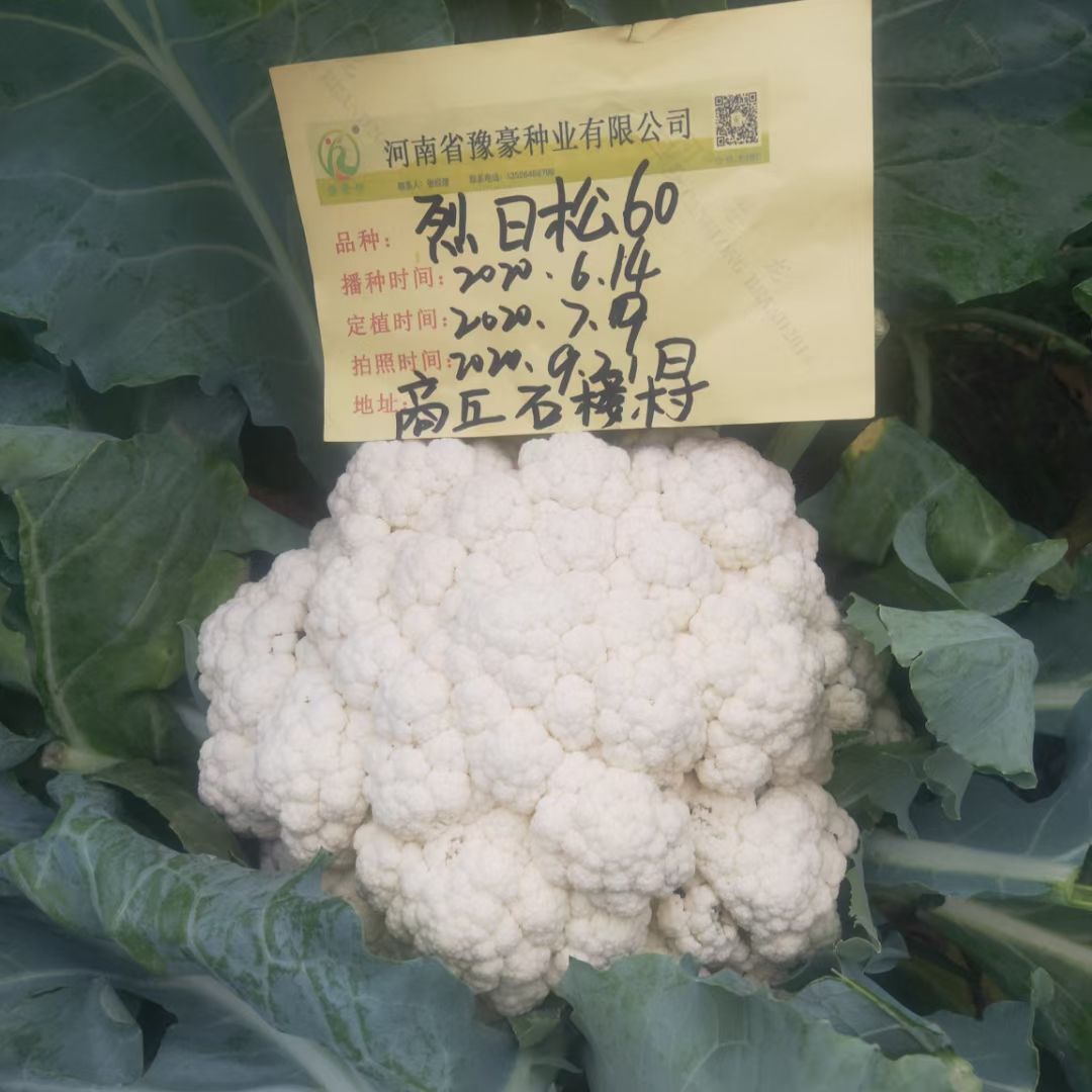 松花菜种子  耐热有机花菜种子烈日松60~免盖球抗病口感好产