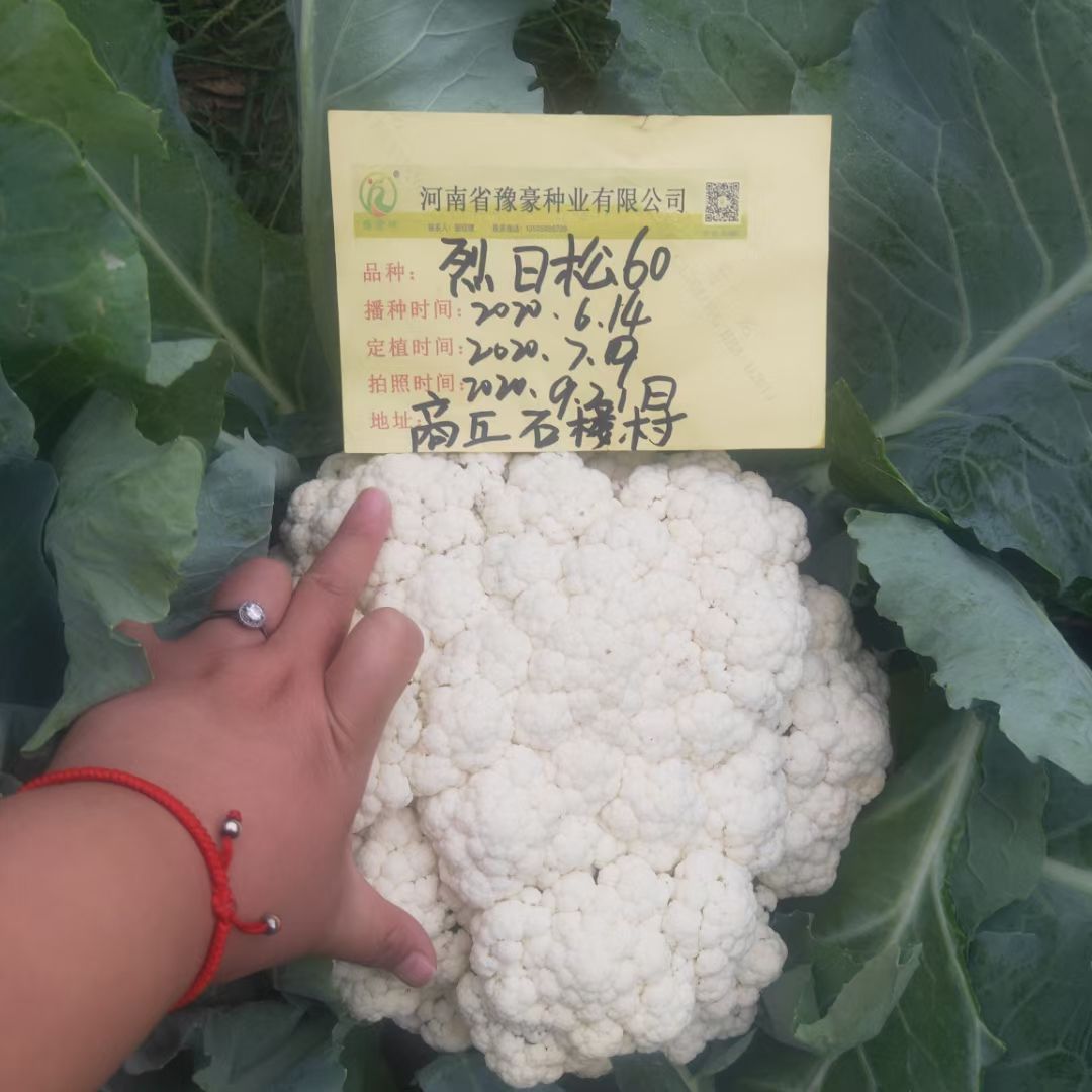 松花菜种子  耐热有机花菜种子烈日松60~免盖球抗病口感好产