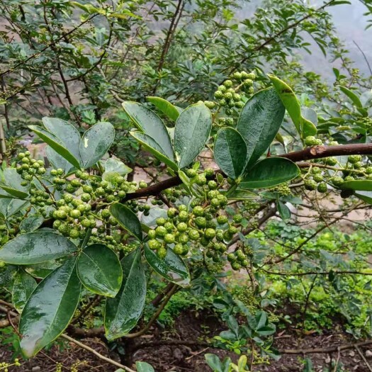 永善县青花椒 正宗昭通花椒