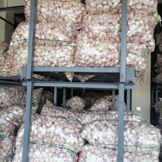 邳州市红皮蒜  邳州精品净蒜红蒜