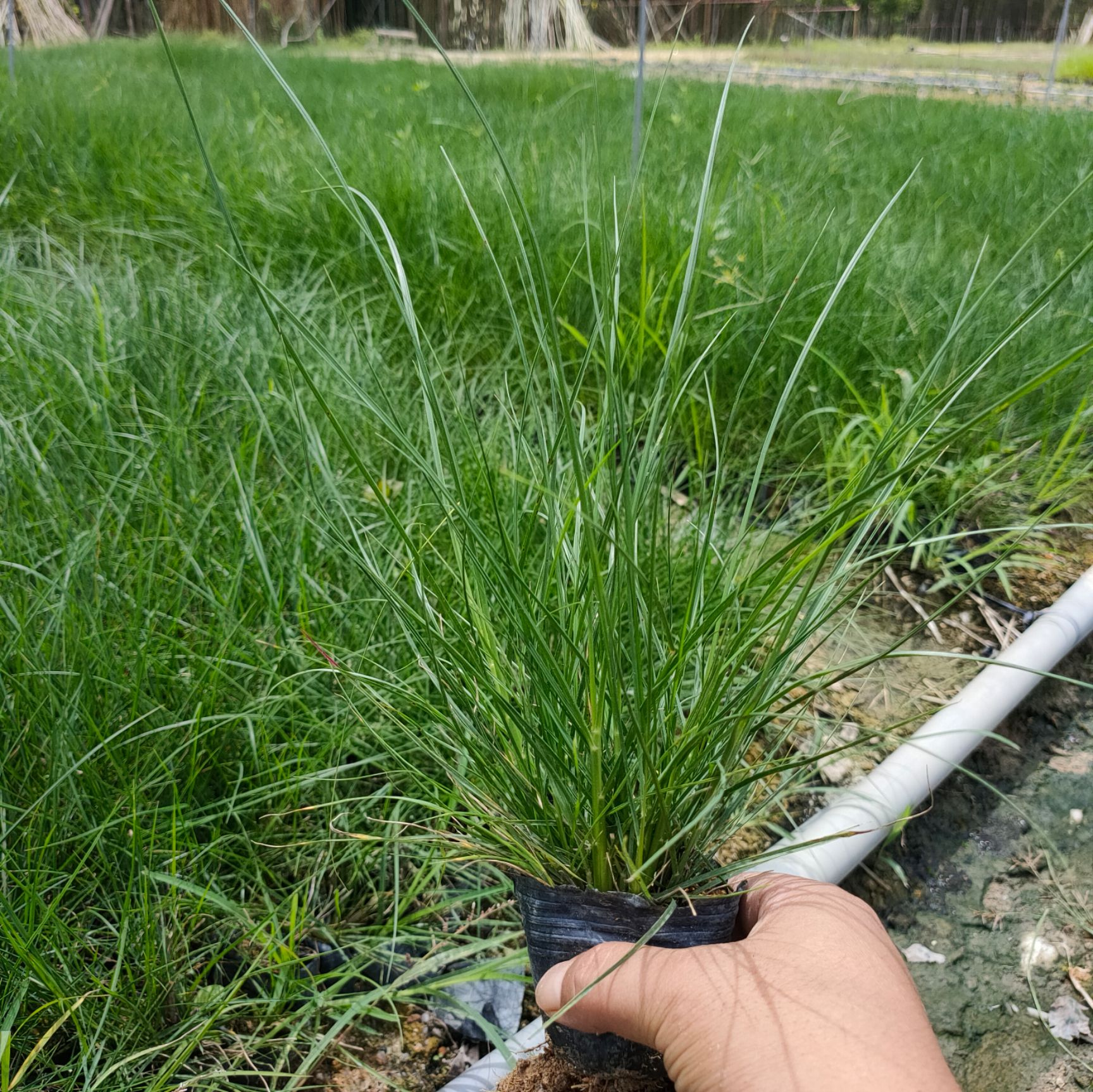 小兔子狼尾草 小兔子狼尾草