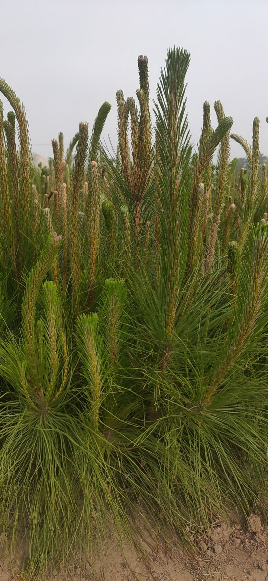 马尾松 0.5米以下 