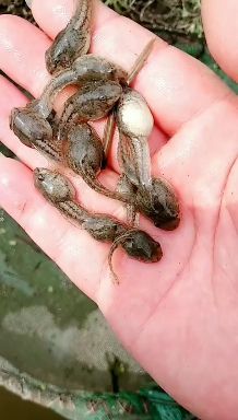 青蛙苗  大量供应优质蛙苗.技术指导