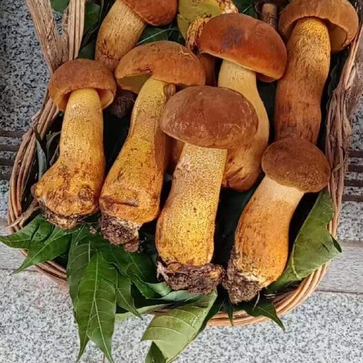 墨江县 牛肝菌黄赖头