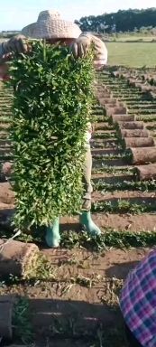 海口 大叶油草卷