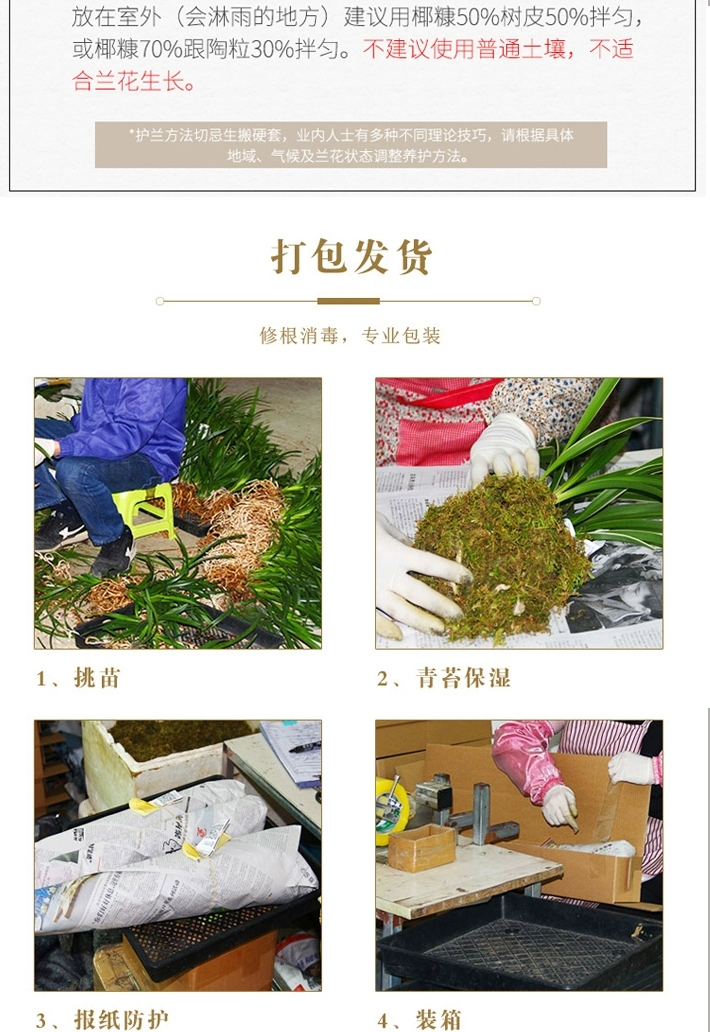  兰花建兰墨兰春兰大花蕙兰易带花苞易带芽好养活不带盆包邮