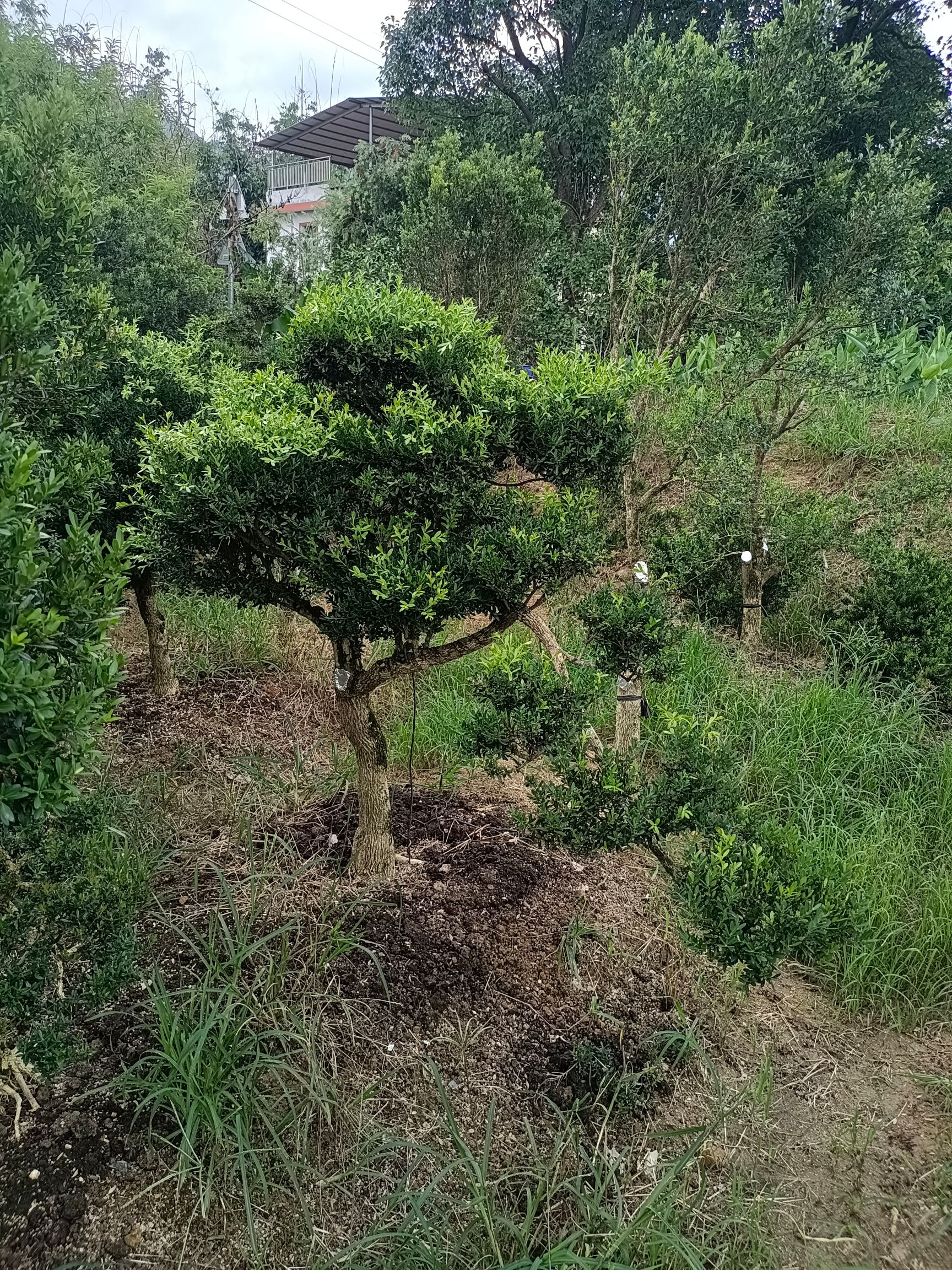 小叶黄杨苗 黄杨