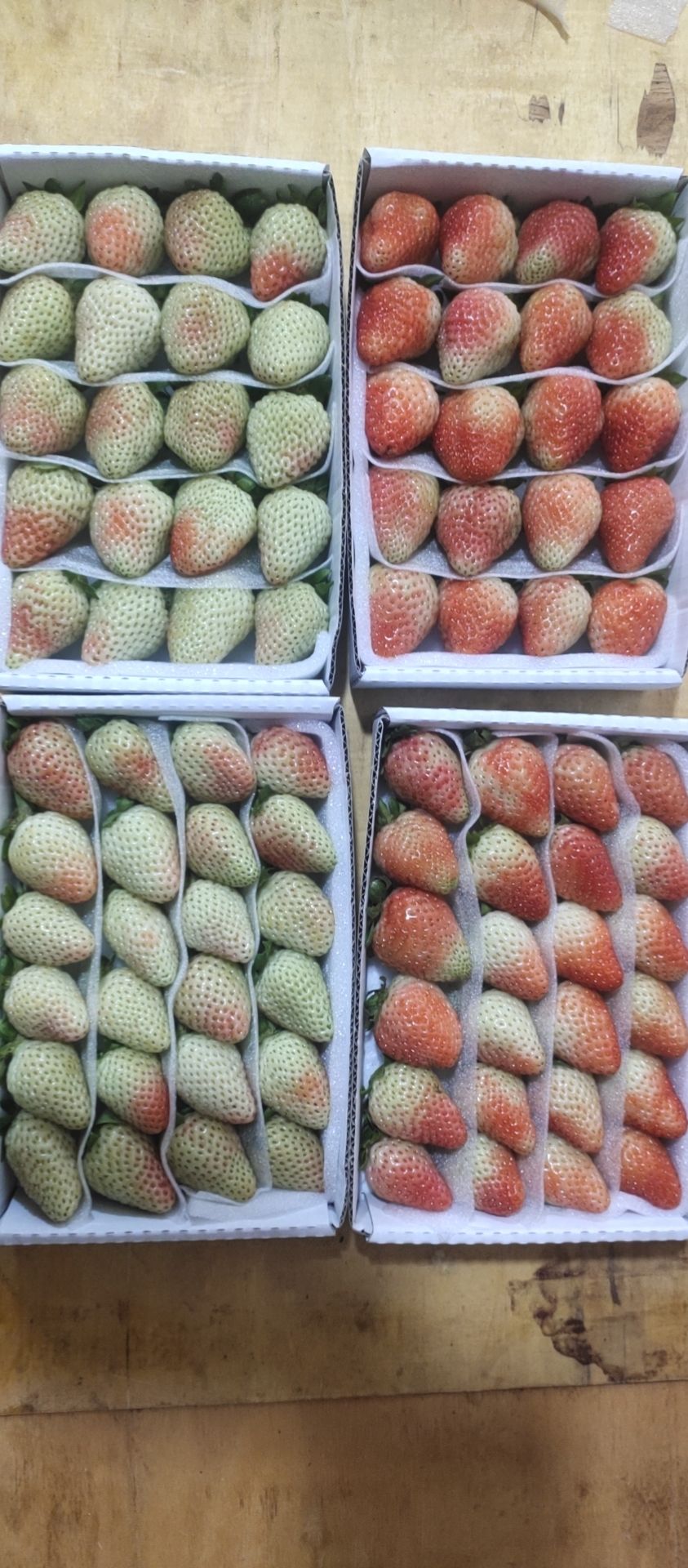 草莓 云南省曲靖市会泽县 