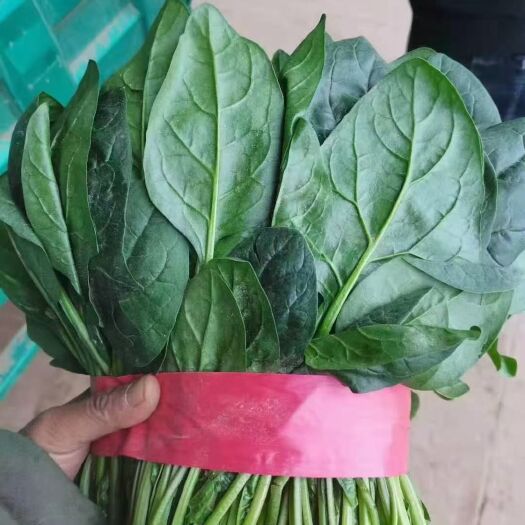 邯郸大叶菠菜  精品波菜大量上市中