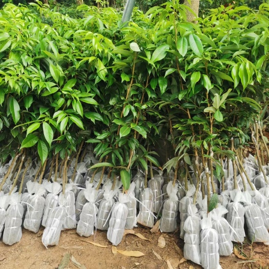 灵山县妃子笑荔枝苗 沾泥浆保湿发货 灵山荔枝果苗