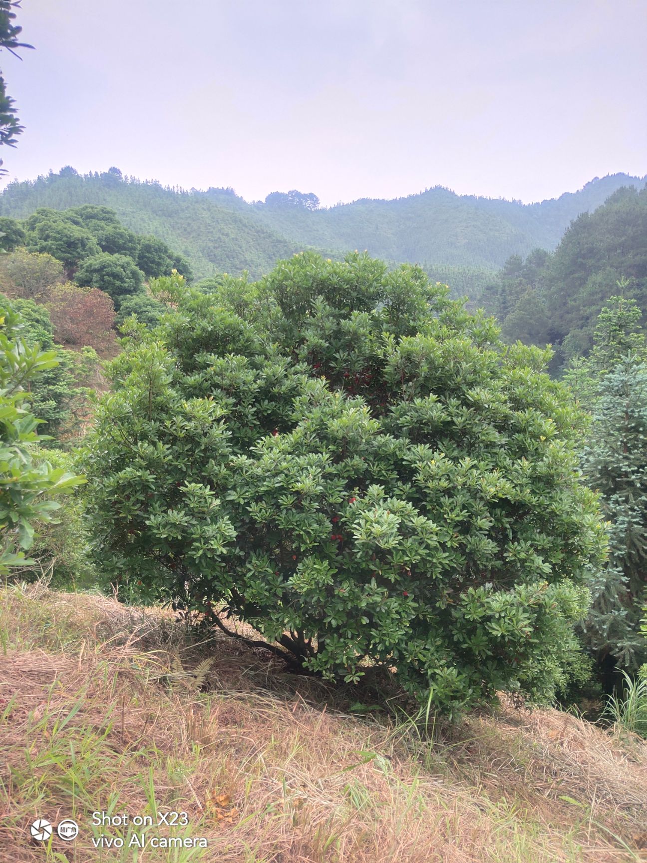 东魁杨梅树苗 杨梅树
