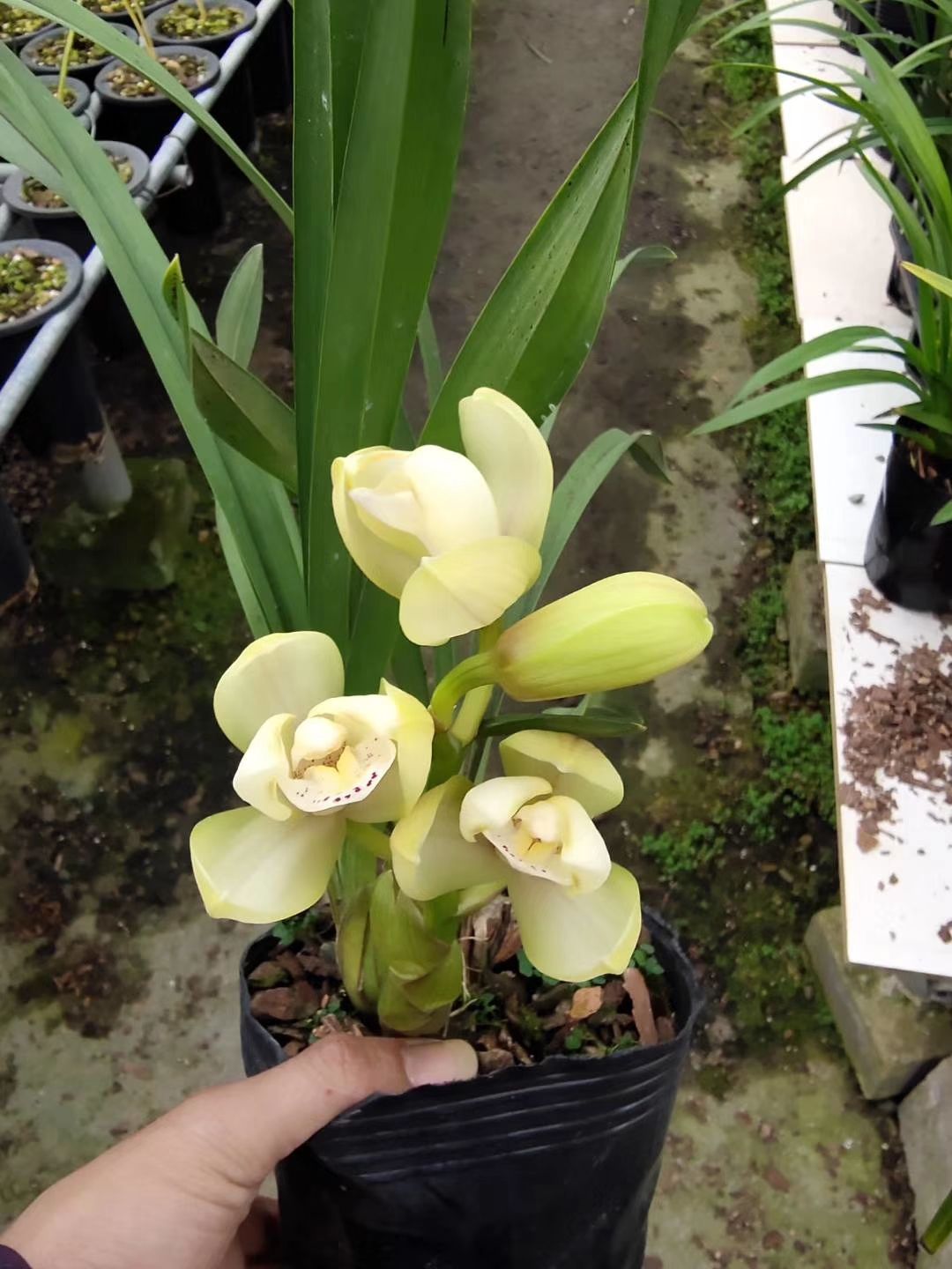  兰花建兰墨兰春兰大花蕙兰易带花苞易带芽好养活不带盆包邮