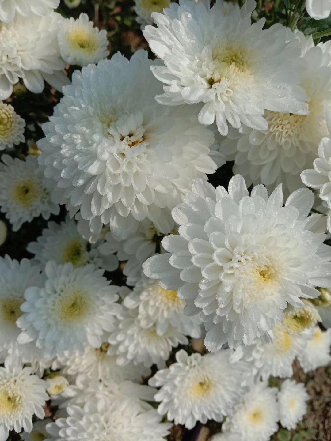 菊花茶  黄山贡菊，七月菊，白菊，原产地直供，可批发零售