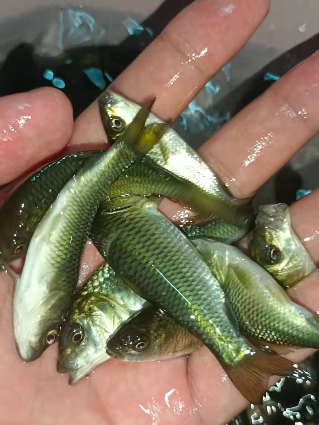 鲤鱼苗、大种鲤鱼、稻田鲤鱼苗、快大好养高产量、一手货源
