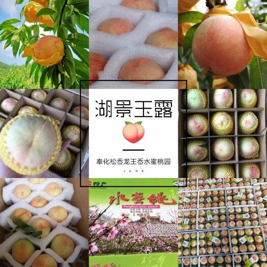 宁波7月湖景玉露 奉化水蜜桃奉化龙王岙60亩水蜜桃